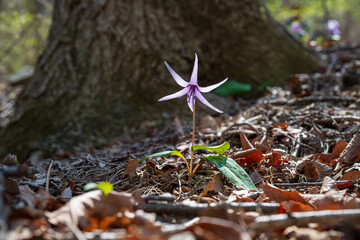 Purple Erythronium Flower Blooming in Forest