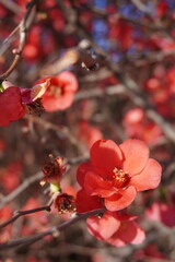 red cherry blossom