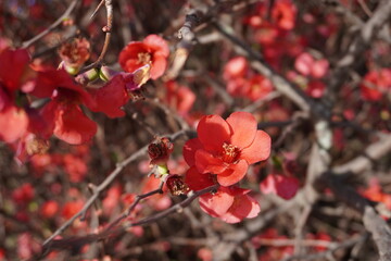 red blossom