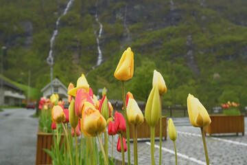Colorful tulips blooming in a scenic landscape with mountains and a hint of a waterfall in the blur background
