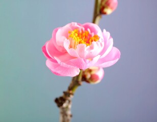 Gentle pink camellia blossom with golden stamens, bathed in soft, diffused light on a muted
