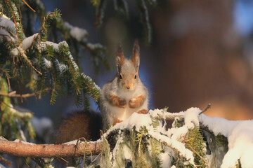 Squirrel sitting on a snowy branch in a winter forest