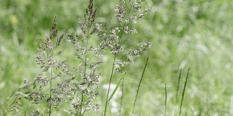 Delicate wild grasses swaying at sunlight, green meadow or field. Soft natural bokeh in background, minimal aesthetic nature banner. Beauty of nature green monochrome photography, pastel tones