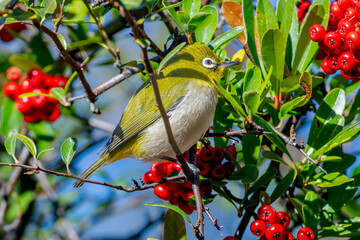 ピラカンサにとまるメジロ