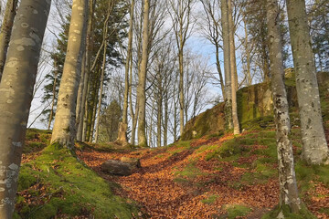 Sunlight filters through trees in a serene forest with fallen leaves carpeting the ground
