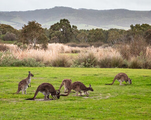 Mob of Kangaroos