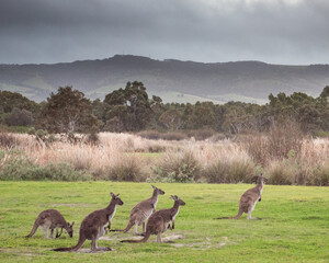 Mob of Kangaroos