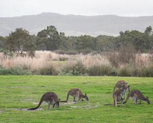 Mob of Kangaroos