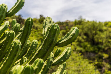 Suculentas en el desierto
