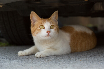 A orange and white cat sitting in the shade under a car