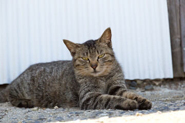A tabby cat relaxing in the shade of an alleyway