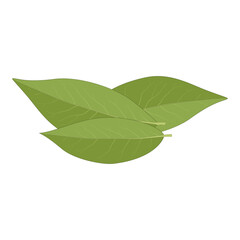 Obraz premium Green bay leaves on white background