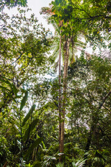 Moriche palm tree (Mauritia flexuosa) at Botanic Garden, San Luis de Shuaro District - Chanchamayo, Junin, Peru