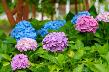Close-up photo of pink and blue hydrangeas in bloom in early summer.