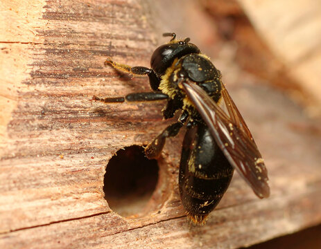 Carpenter bee meticulously drilling a hole. Carpenter bees boring hole in wood. 