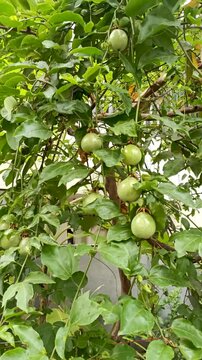 Mysuru, Karnataka, India-July 23 2025; Organic Passion fruits from a creeper plant interwoven and hanging from a tree.
