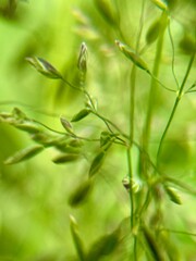 An upclose view of delicate green grass highlighting its beautiful seed pods and rich details