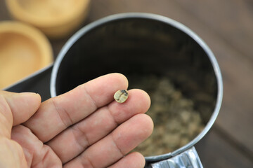 hand checking defected coffee bean before roasting in process of making good coffee beans