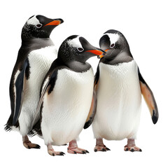 Obraz premium Three penguins huddle, Antarctic wildlife, isolated background, nature scene, perfect for conservation projects