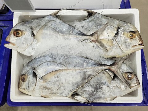 Fresh African pompano (Alectis ciliaris) at fish market