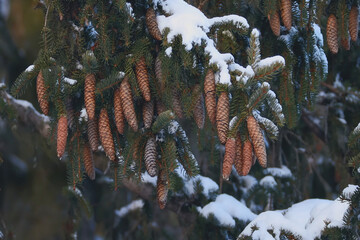 Snow-covered pine cones hanging from branches in a winter landscape