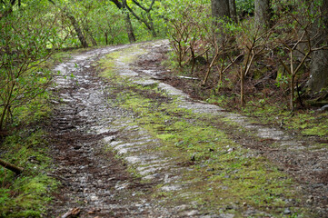 森の中にあるひび割れた道