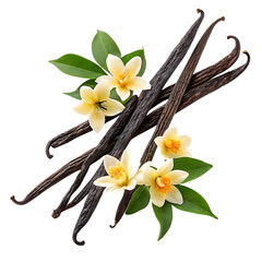 Vanilla beans and flowers isolated on transparent background