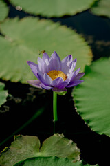 A beautiful pink water lily or lotus flower in pond.