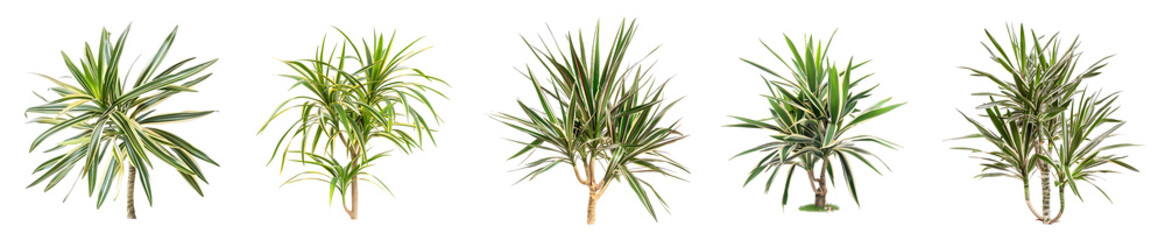 Fototapeta premium Collection of Diverse Dyckia Plants