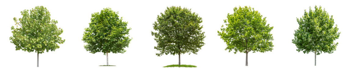 Obraz premium Collection of Green Trees Isolated on Black Background