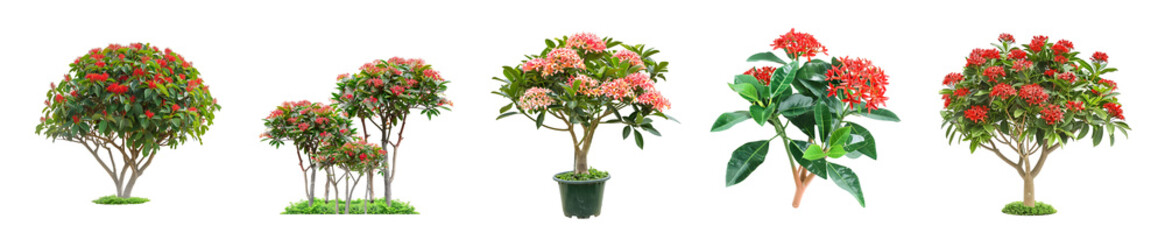 Fototapeta premium Collection of Exquisite Ixora Plants: Diverse Varieties of Red and Pink Blossoms