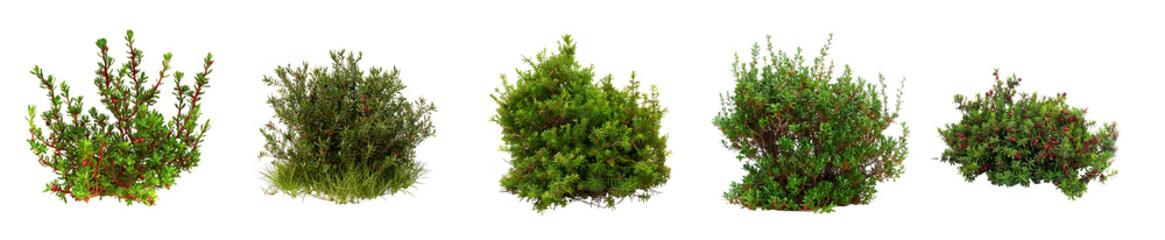 Five Diverse Moss Varieties: A Detailed Look at Textures and Colors