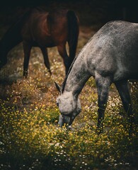 Horse grazing in pasture