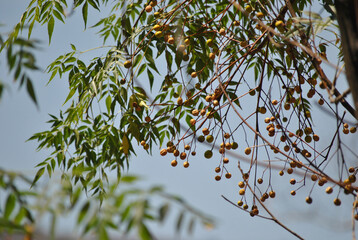 Organic fruits and vegetables from southern Mexico