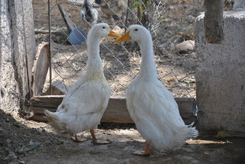 Geese or ducks performing a mating ritual
