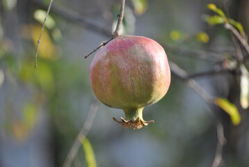 Organic fruits and vegetables from southern Mexico