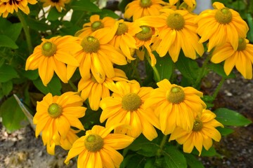 The photo shows Heliopsis sunflower.