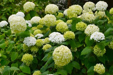 The photo shows a white hydrangea flower.