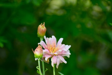 Fototapeta premium The chrysanthemums in the photo are probably Korean chrysanthemums.