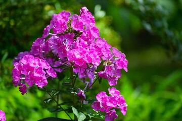 The photo shows a pink phlox flower.