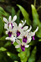 Vibrant orchid flowers with a deep purple heart