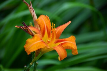 orange tiger lily