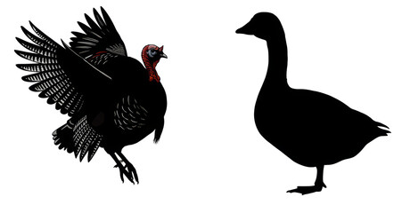 Obraz premium Detailed wild turkey illustration with fanned tail next to a simple black goose silhouette.