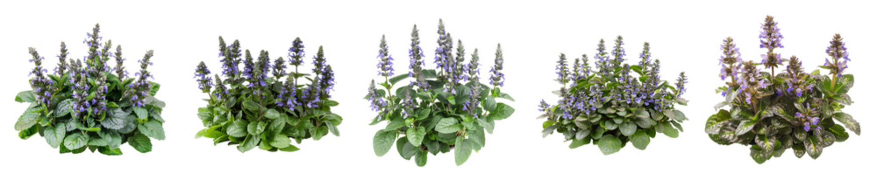 Ajuga Reptans 'Burgundy Glow' Growth Stages
