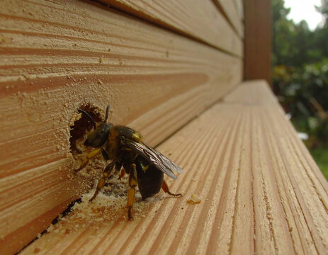 Carpenter bee meticulously drilling a hole. Carpenter bees boring hole in wood.