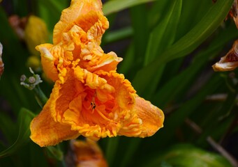 The photo shows a yellow daylily flower.