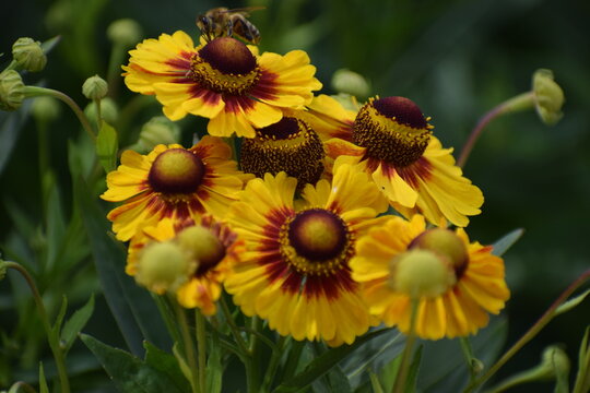 In the photo. Autumn gelenium flower.