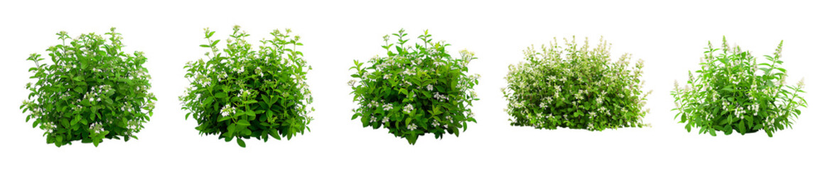 Obraz premium Collection of Green Shrubs with White Blossoms