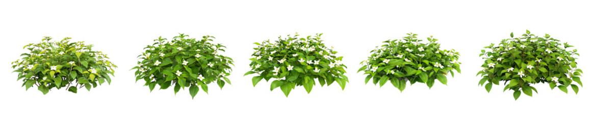Five Green Bushes with Delicate White Flowers