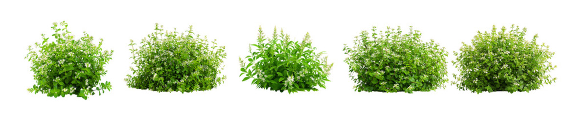 Obraz premium Five Lush Green Bushes Isolated on Black Background